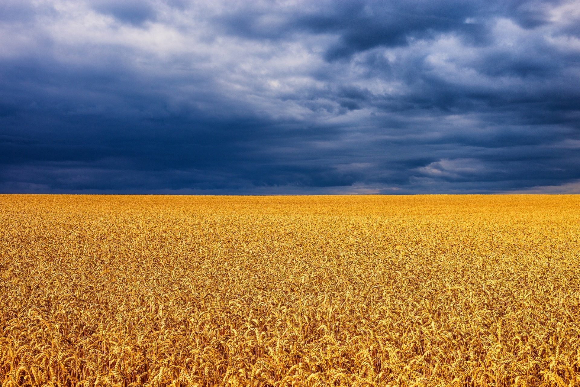 Keltainen viljapelto ja sininen taivas muodostavat Ukrainan lipun.